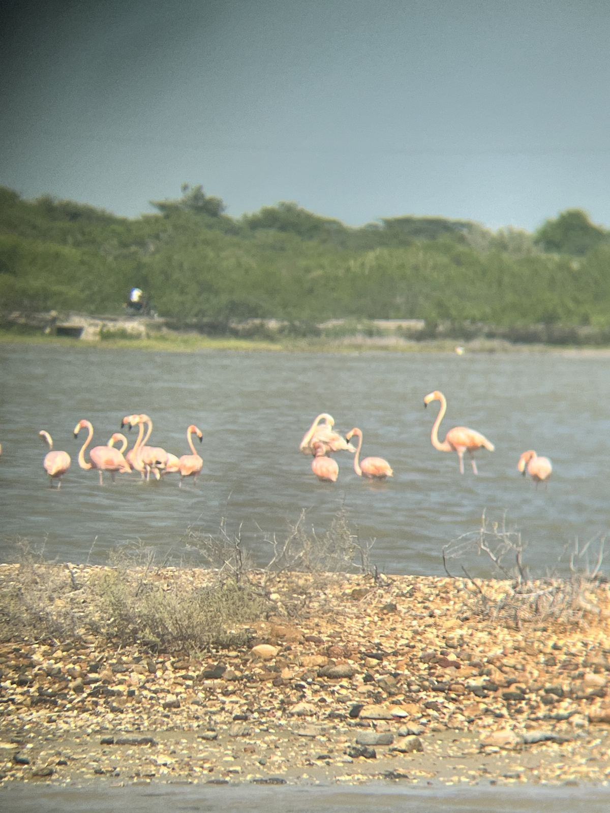 Flamencos rosados en la orilla de una laguna costera, con vegetación seca al fondo