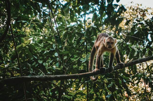 Mono capuchino caminando sobre una rama en el bosque del Parque Tayrona